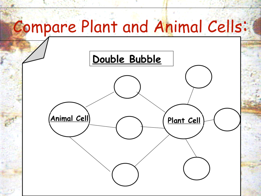 common to plant and animal cells